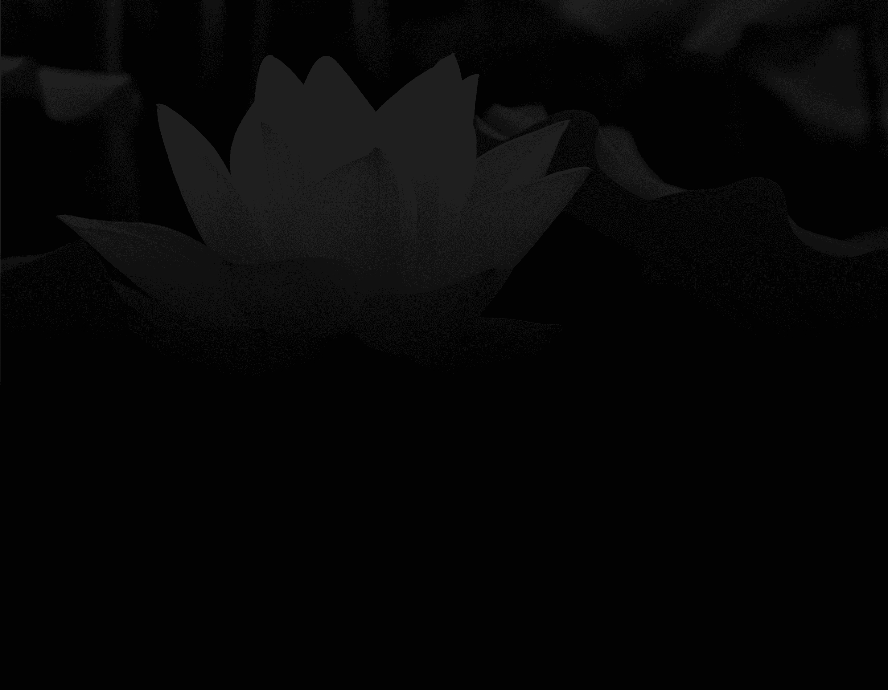 蕾