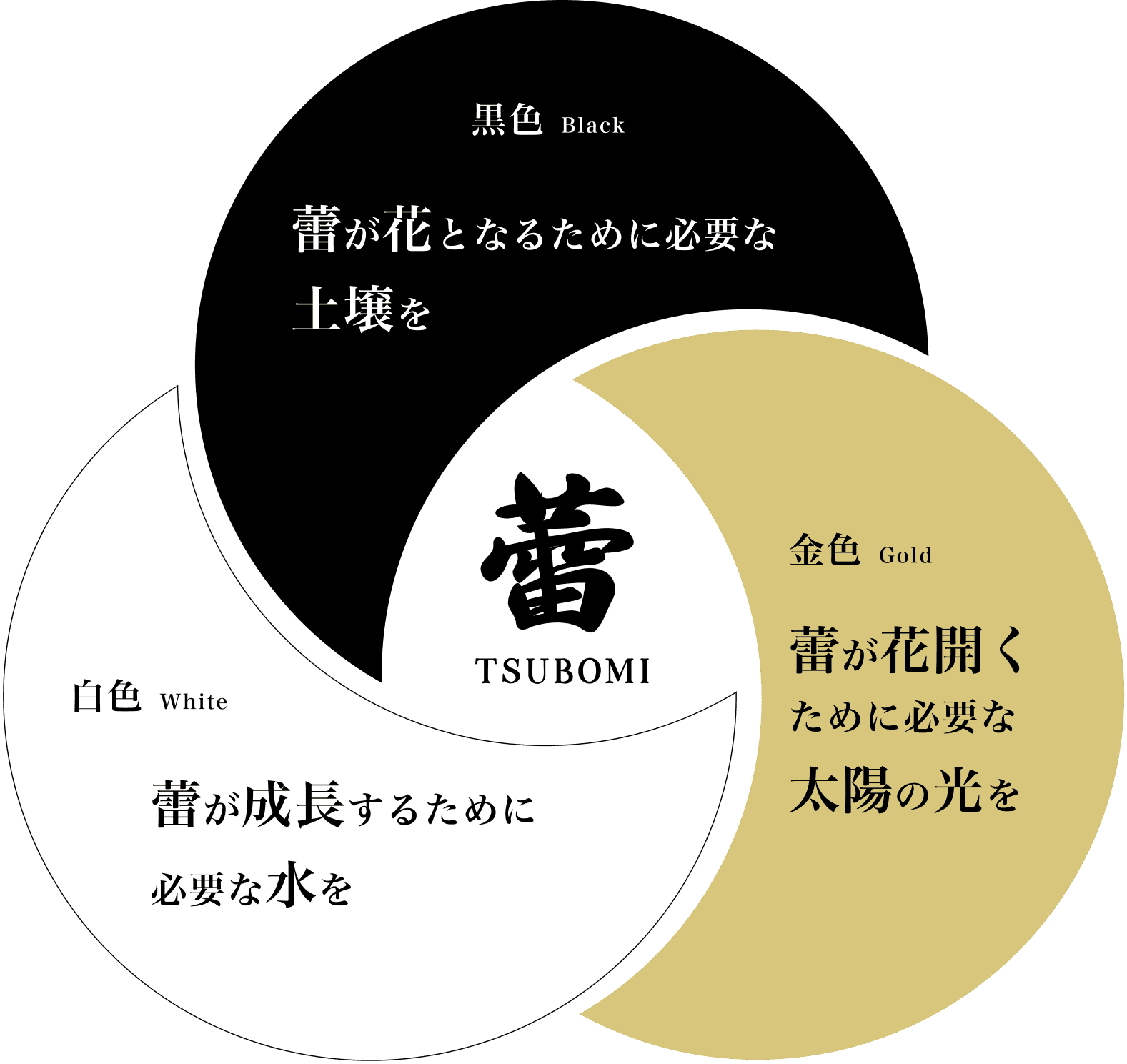蕾