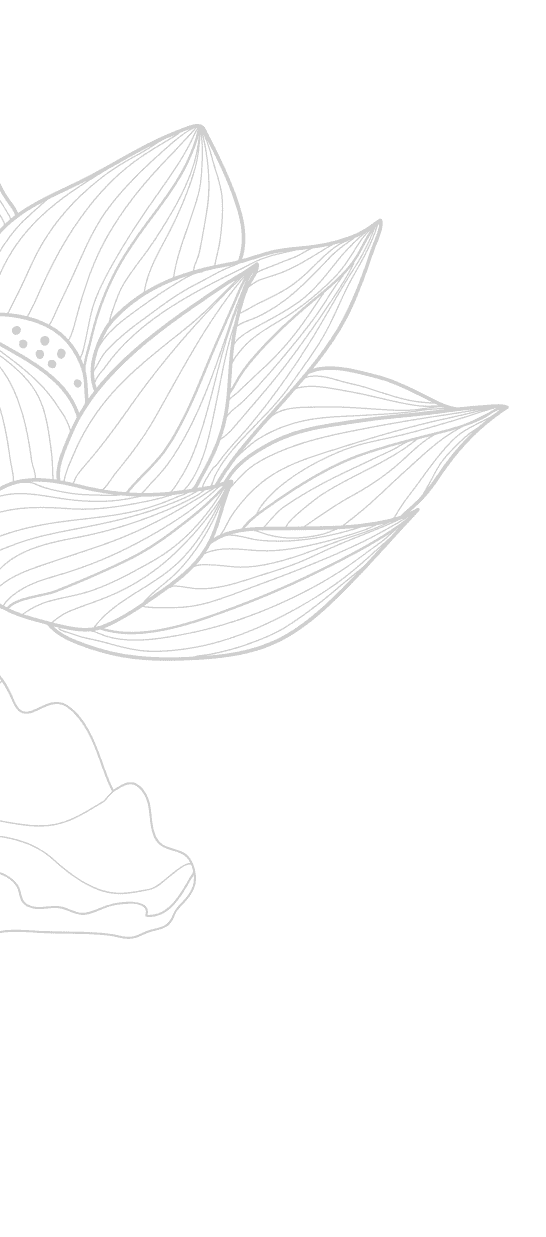 蕾
