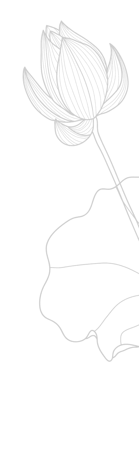 蕾