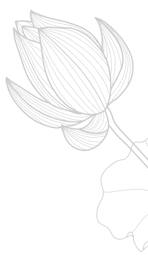 蕾